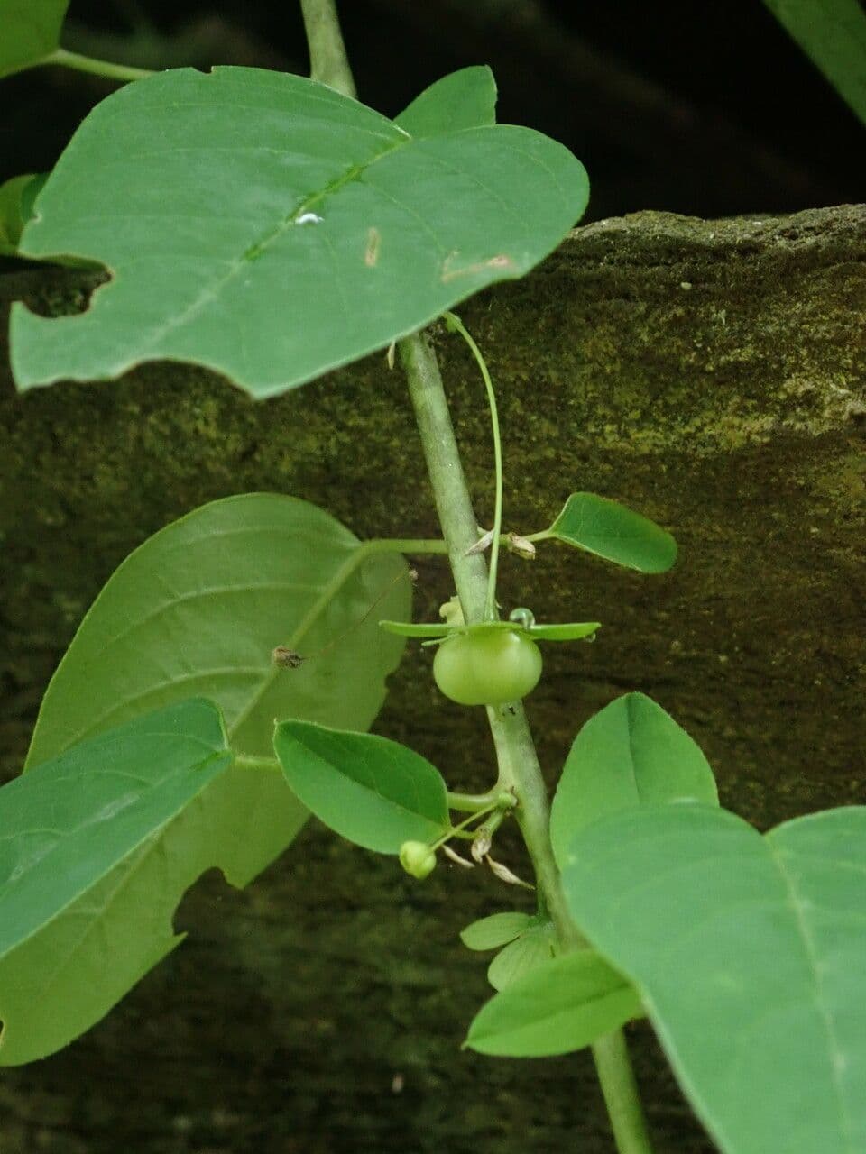 Leptopus 2