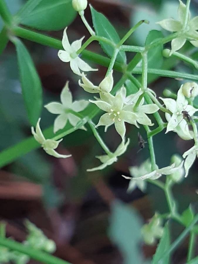 Wild madder 9