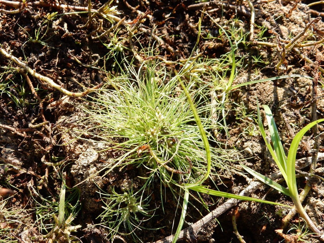 Fimbristylis 5