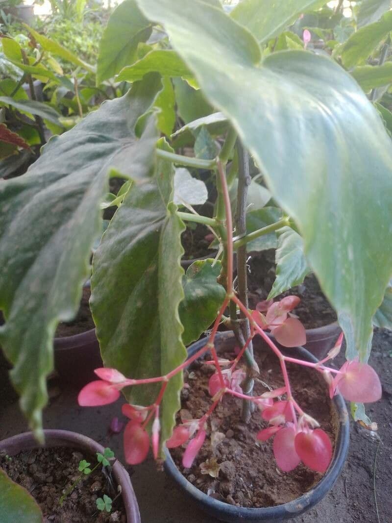 Begonia