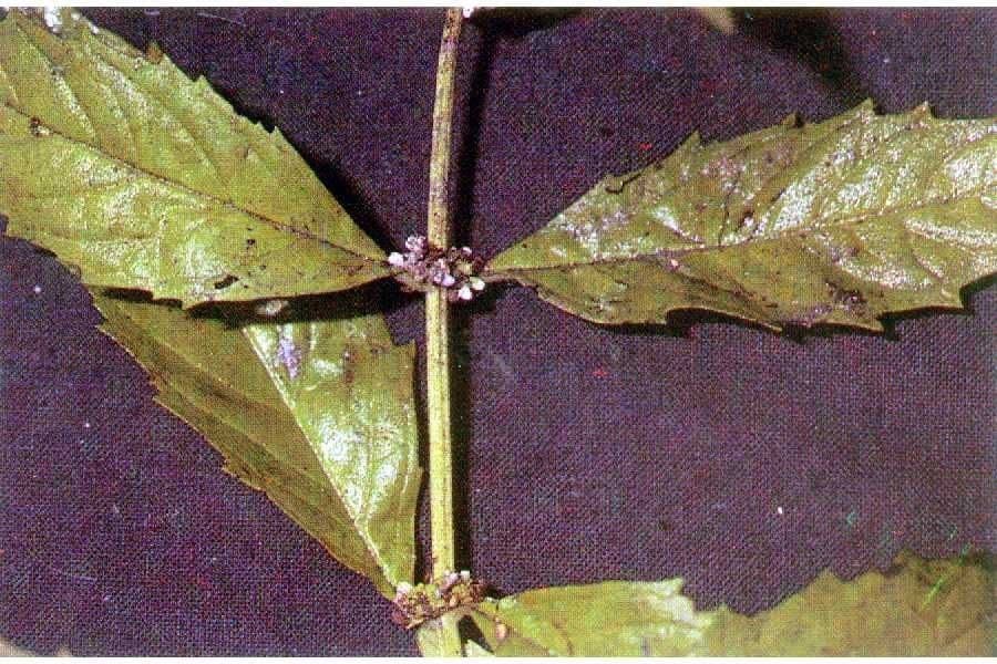 Lycopus uniflorus 13