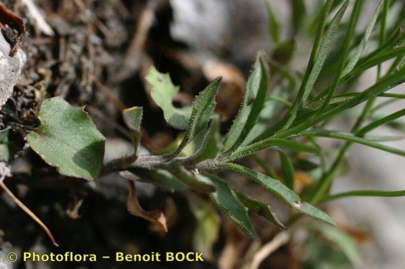 Campanula stenocodon 14