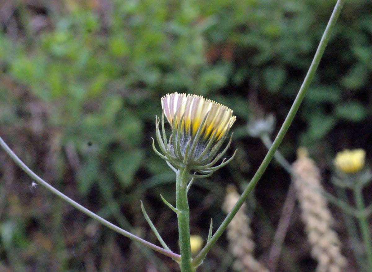 Tolpis