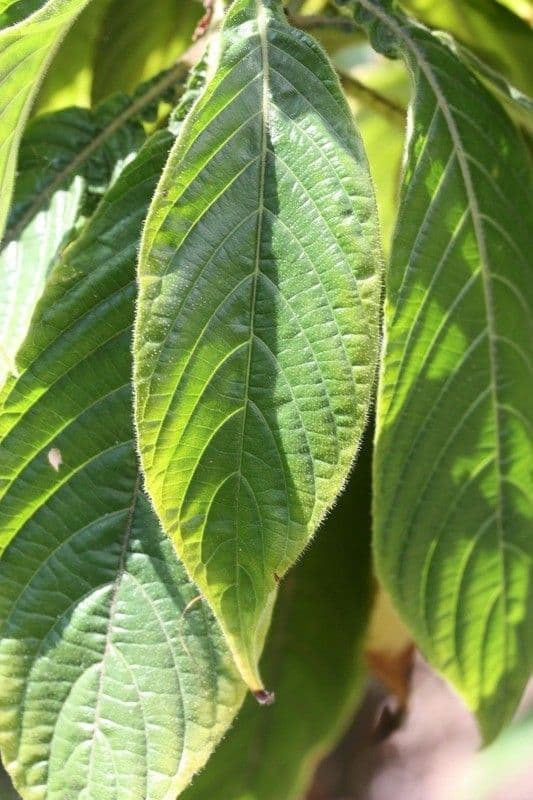 Aphelandra 11