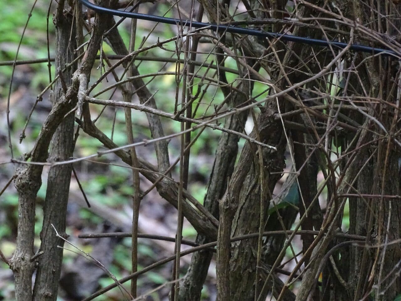 Sinfricarpo orbicolare 24