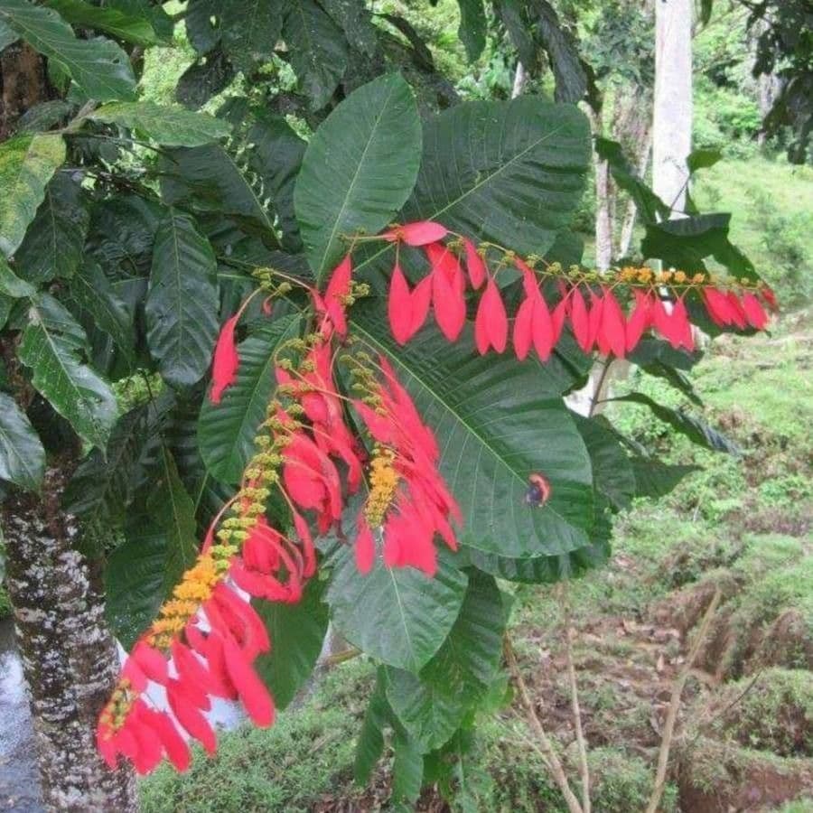 Warszewiczia coccinea 6