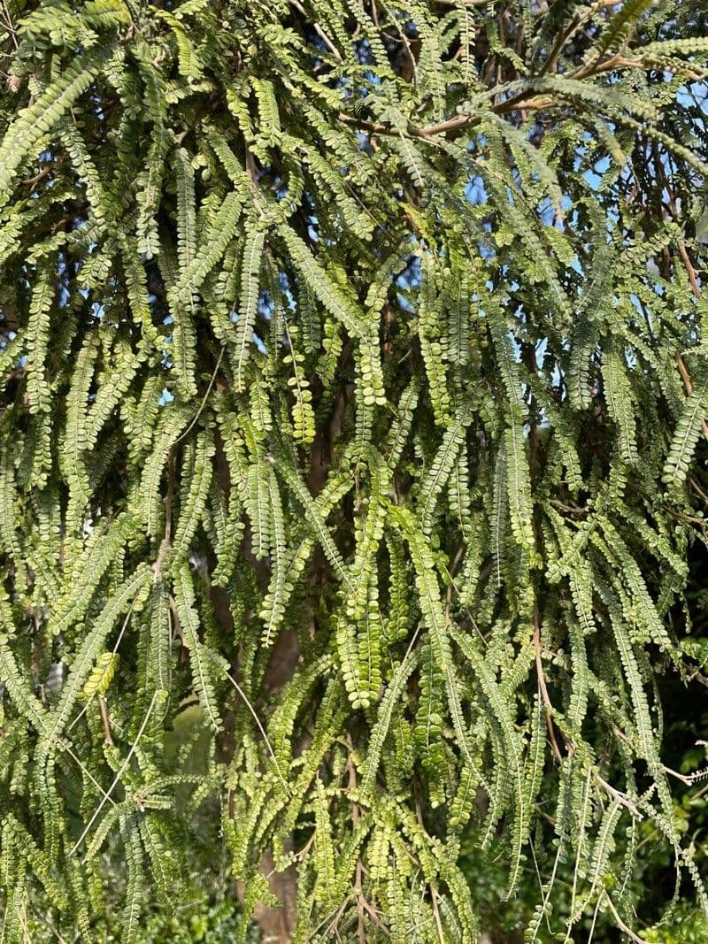 Sophora 17