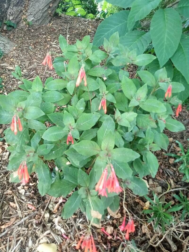 Fuchsien 18
