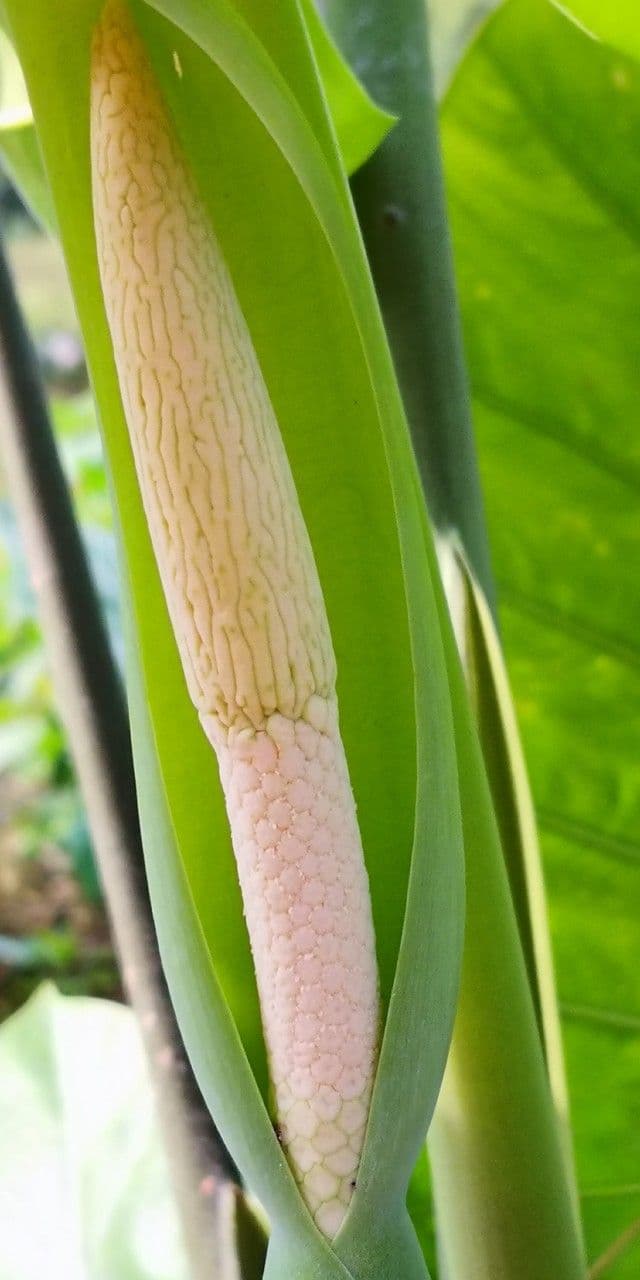Taro 7