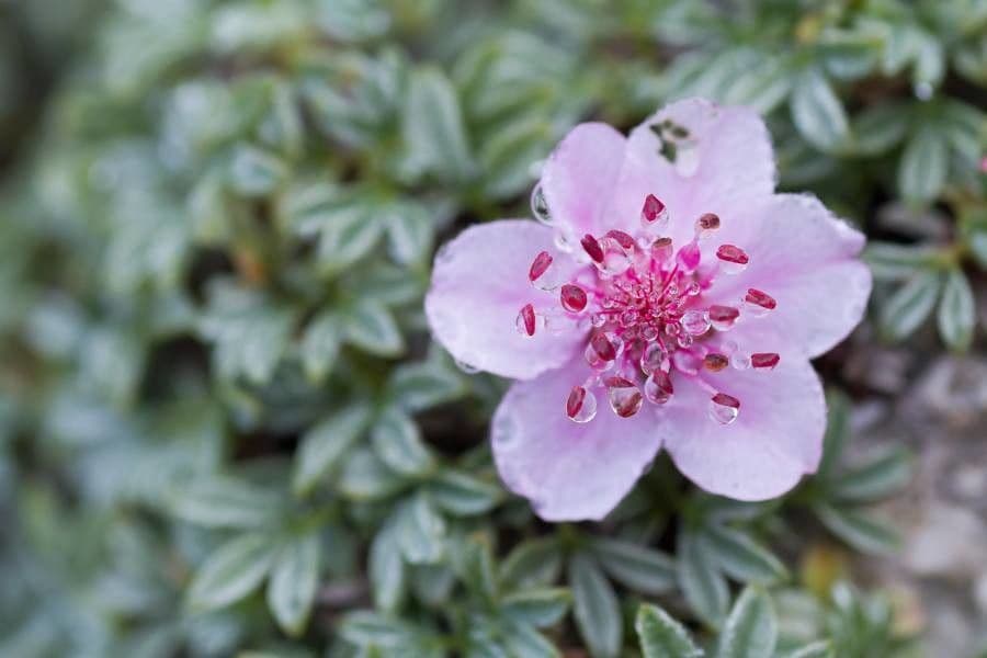 Potentilla lucida 4