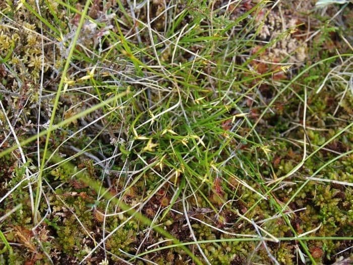 Carice pauciflora 14