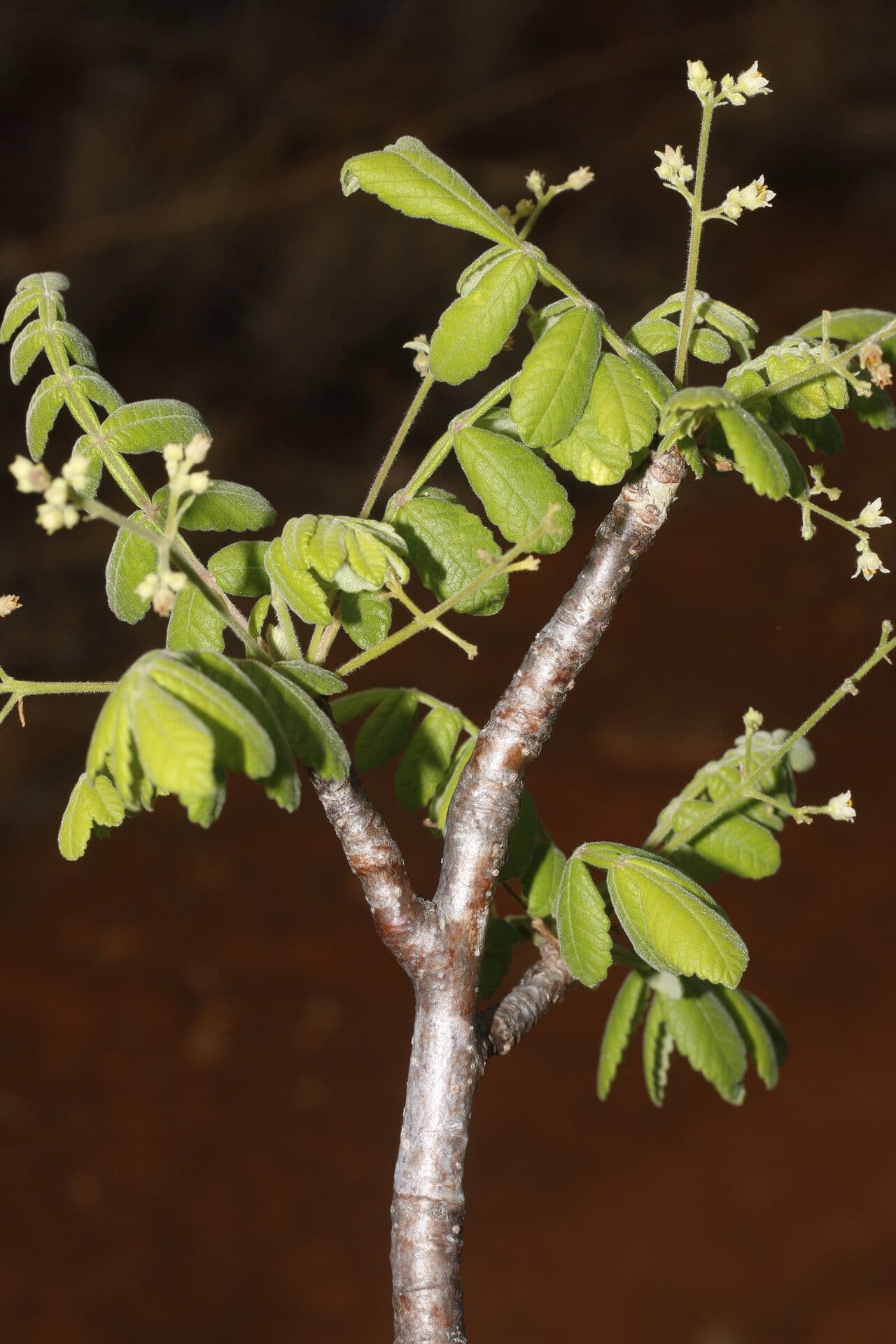Bursera tomentosa 7