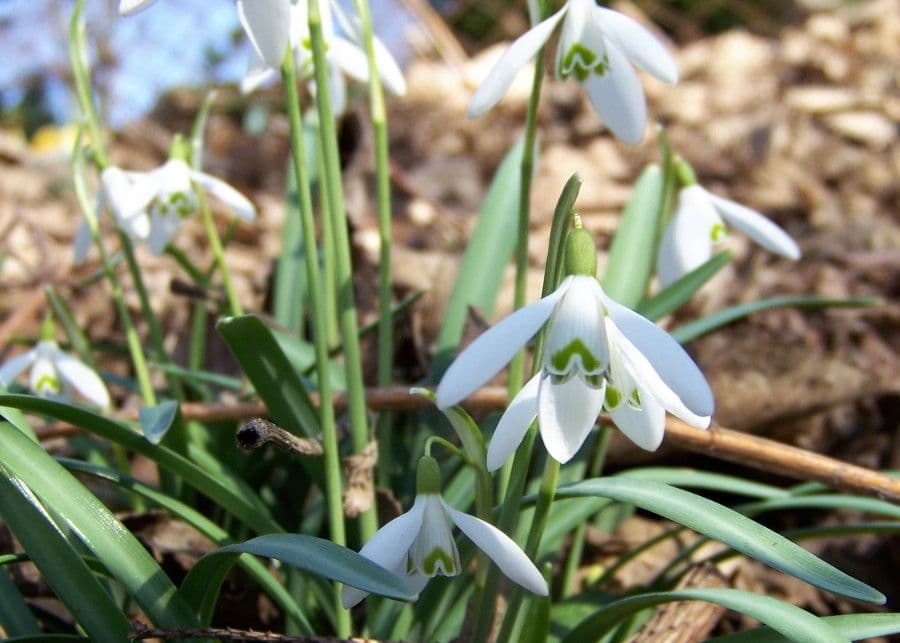 Sněženka podsněžník 24