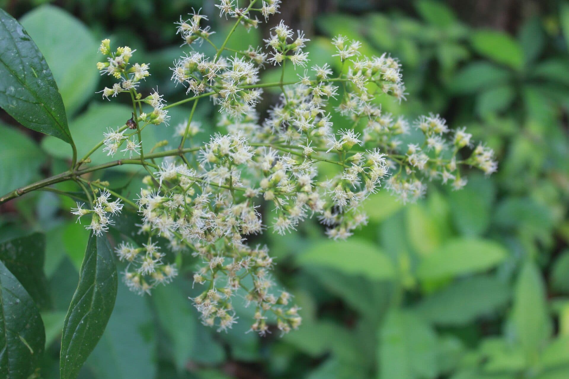 Koanophyllon 4