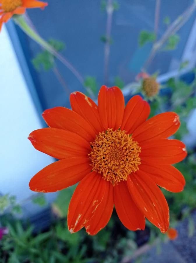 Tithonia rotundifolia 9