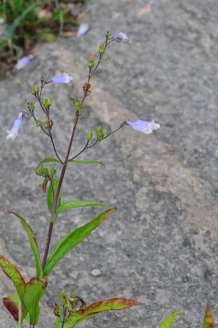Penstemon di Watson 7
