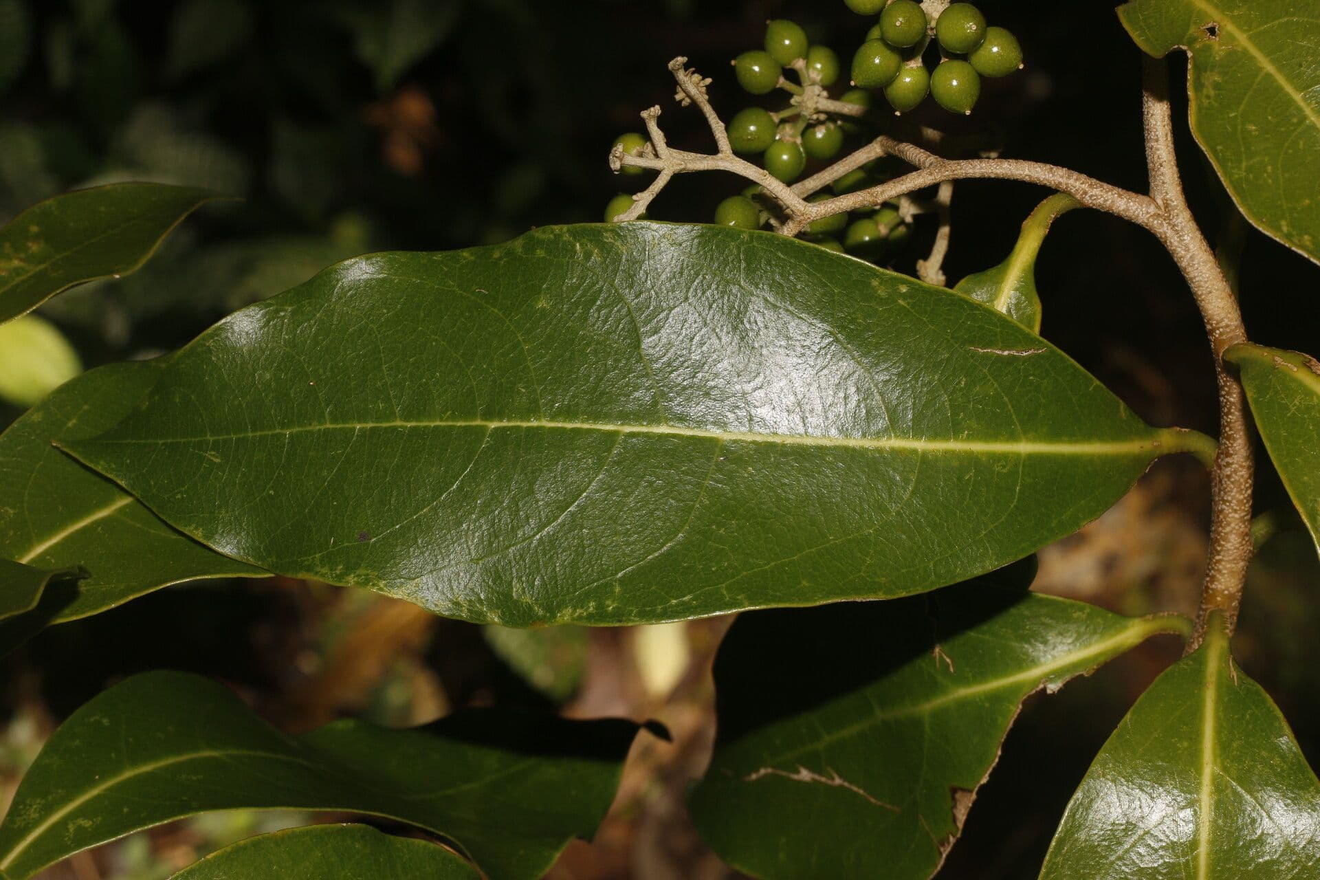Daphnopsis americana 4