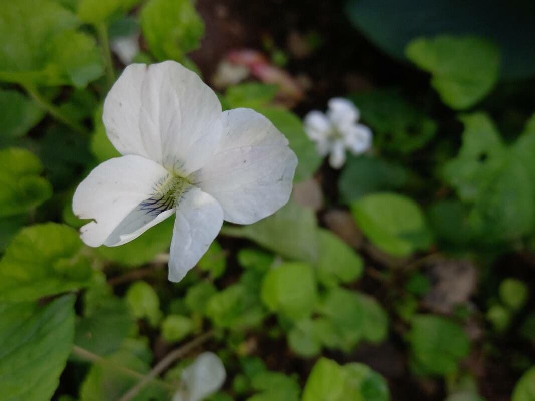 Viola striata 2