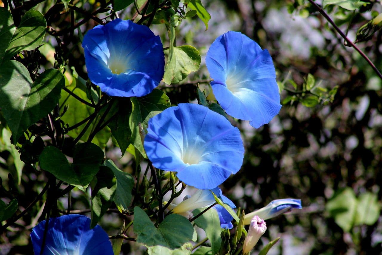 Ipomoea tricolor 9