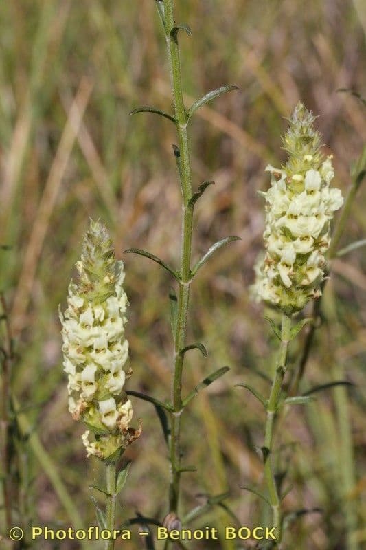 Sideritis hyssopifolia 3
