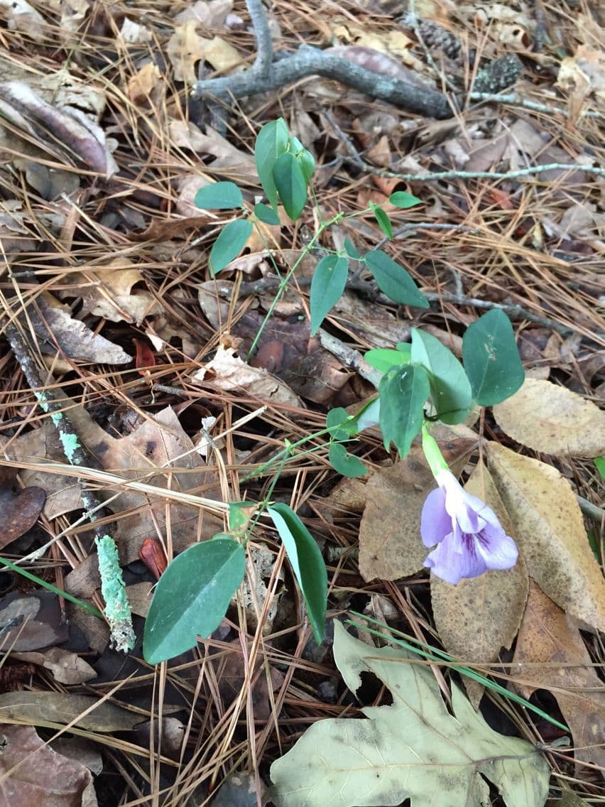 Clitoria 7