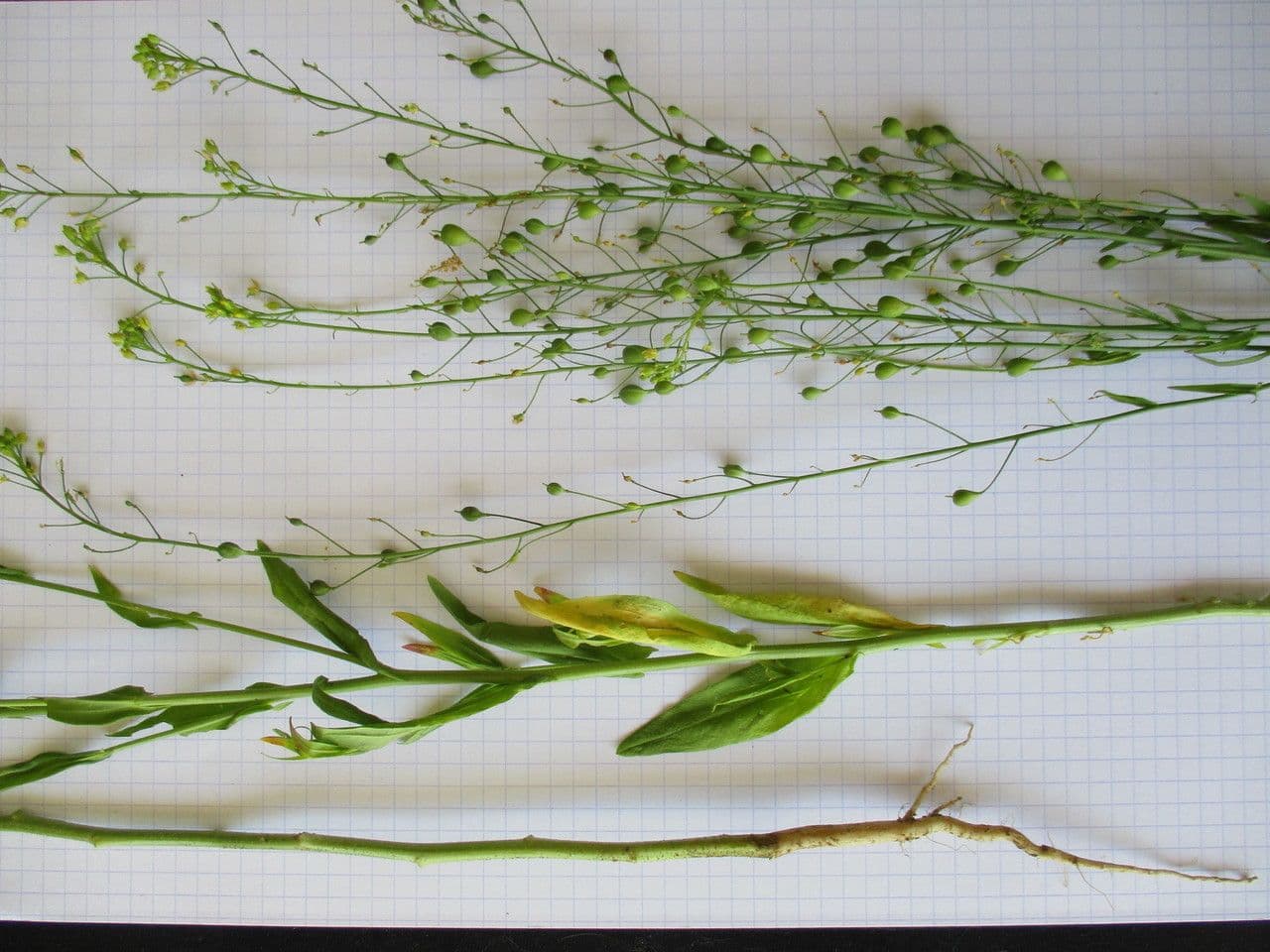 Camelina 11