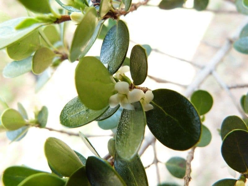 Fernelia 8