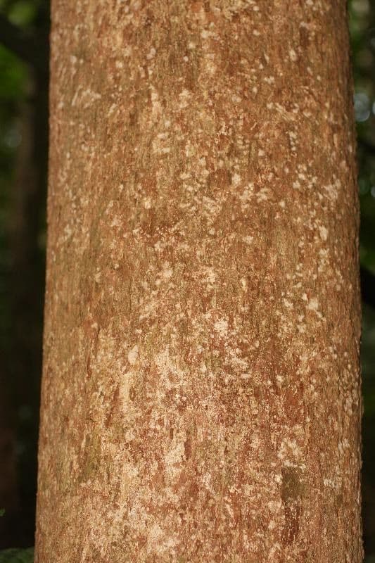 Hevea guianensis 7