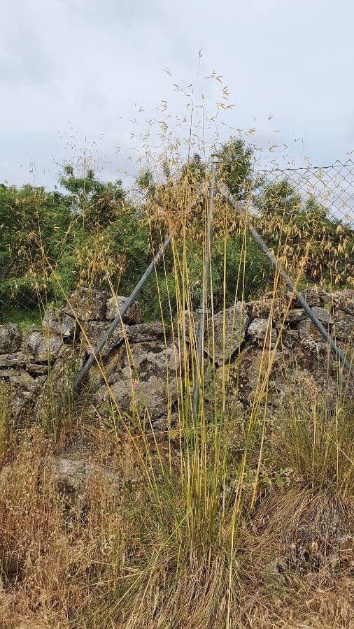 Stipa 12