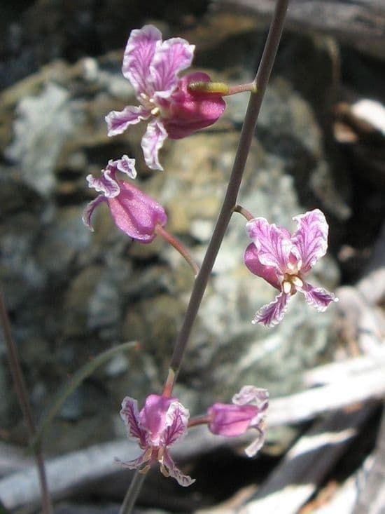 Streptanthus 9