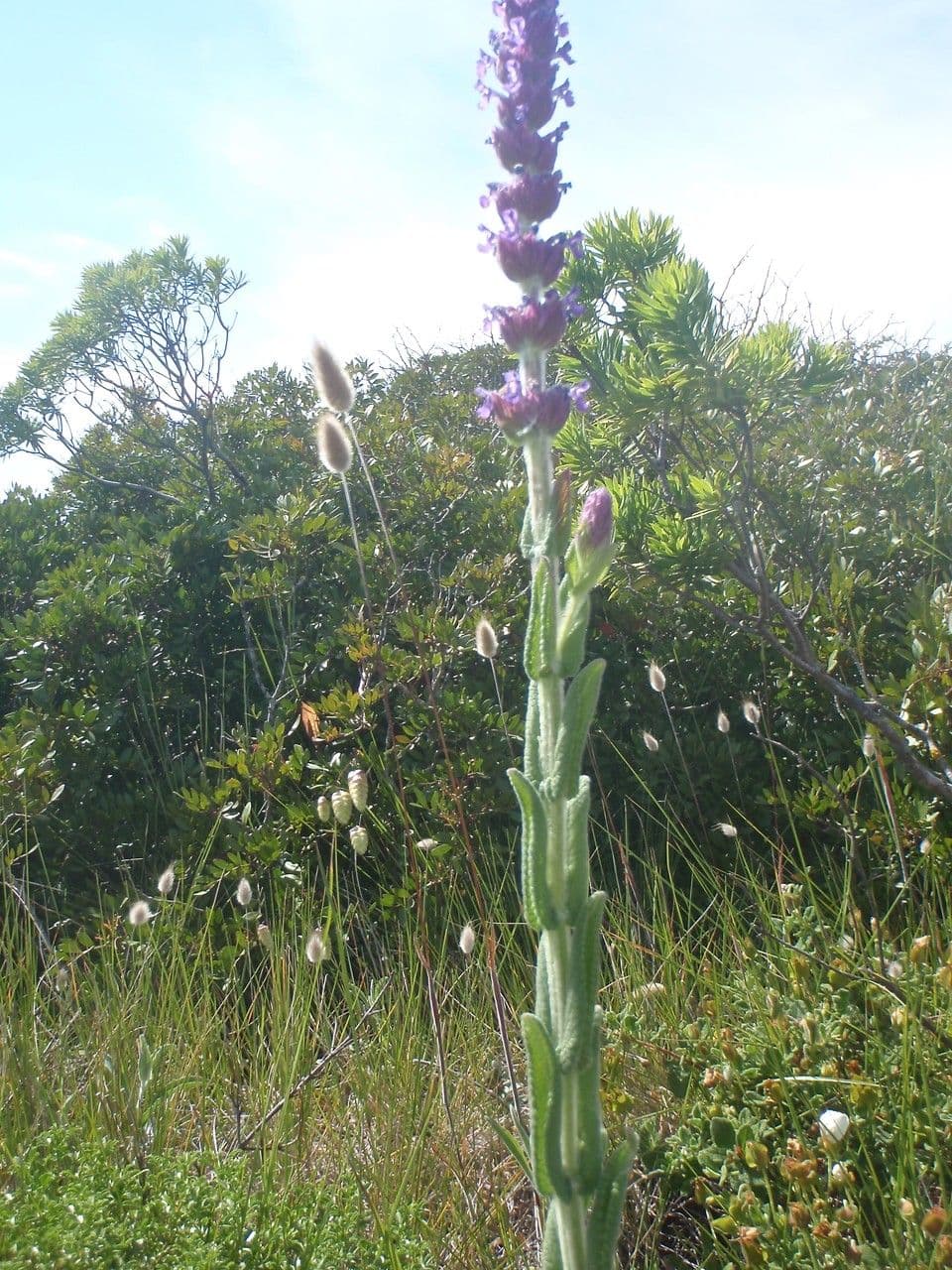 Nepeta tuberosa 8