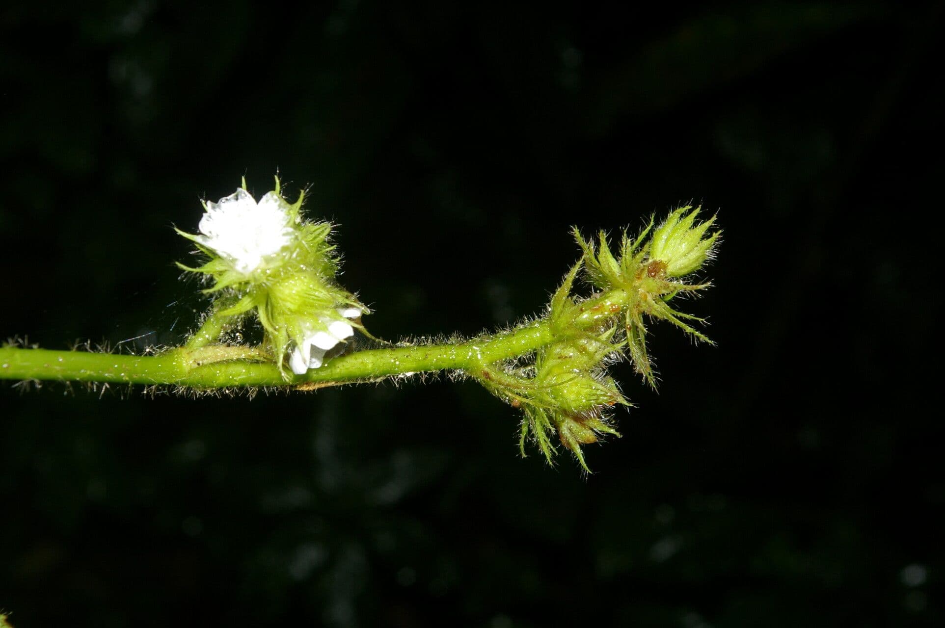 Pavonia 6