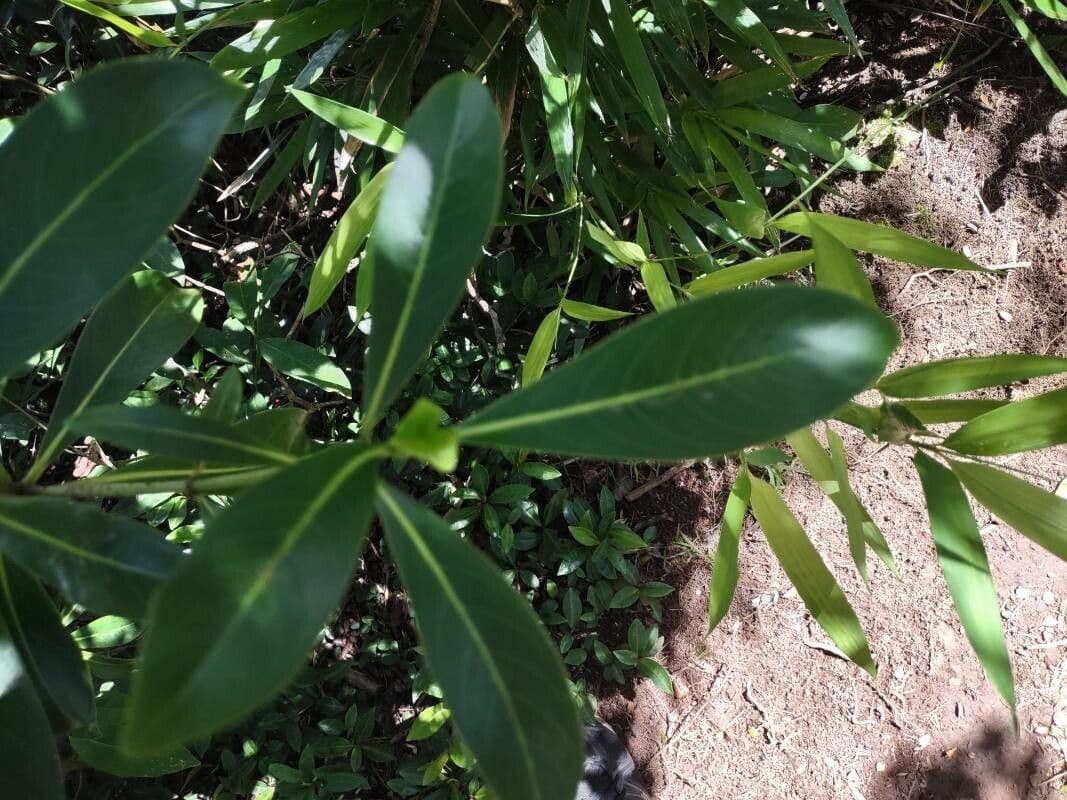 Psychotria 8