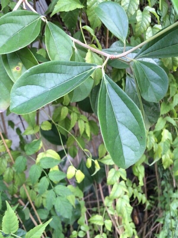 Bignonia magnifica 12