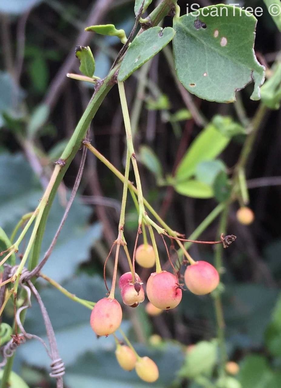 Gymnosporia 5