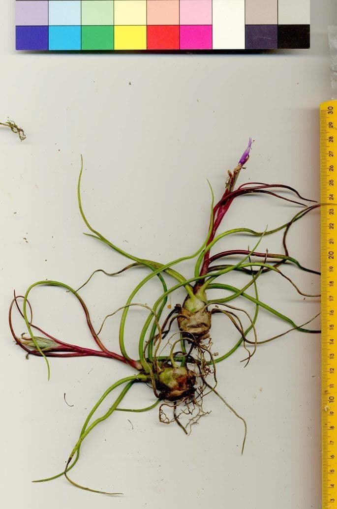 Tillandsia bulbosa 24