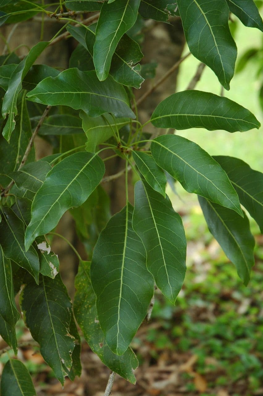 Oahu Seifenbaum 2