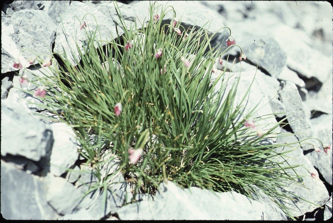 Aglio narciso 12