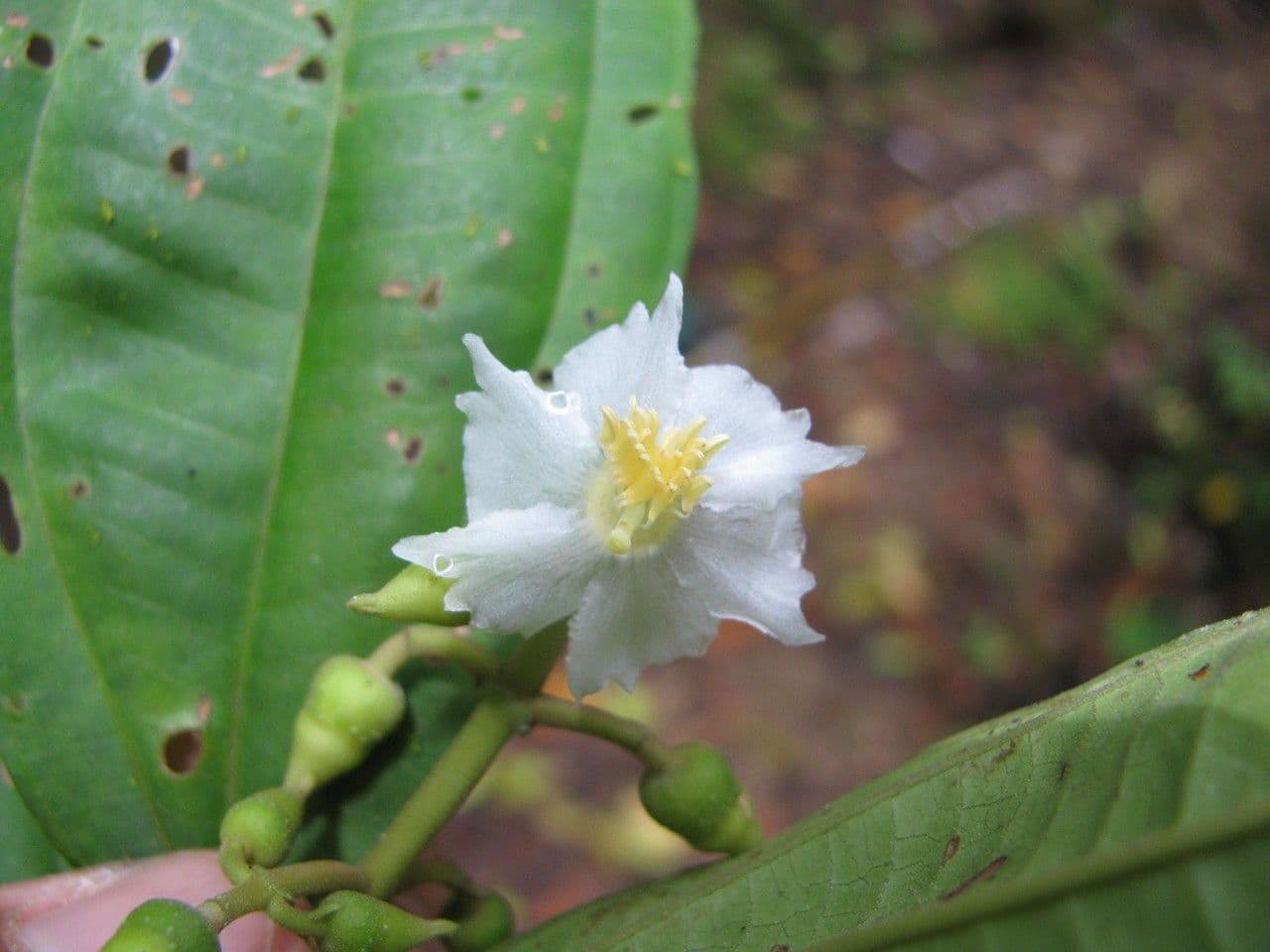 Miconia 2