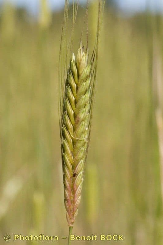 Grano monococco
