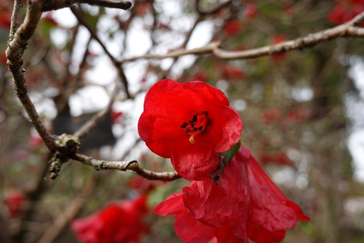 Rododendro 5