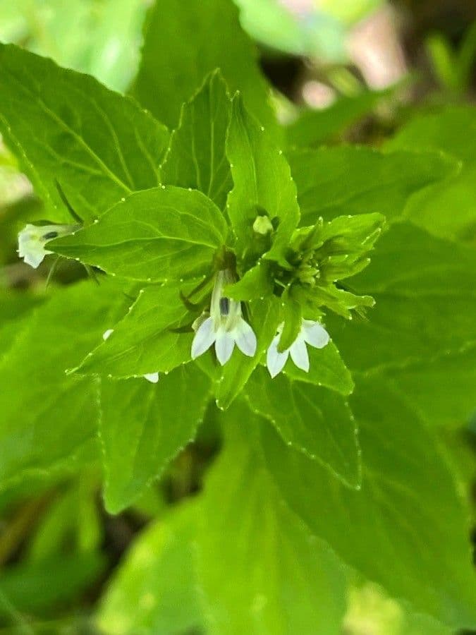 Lobelia 26