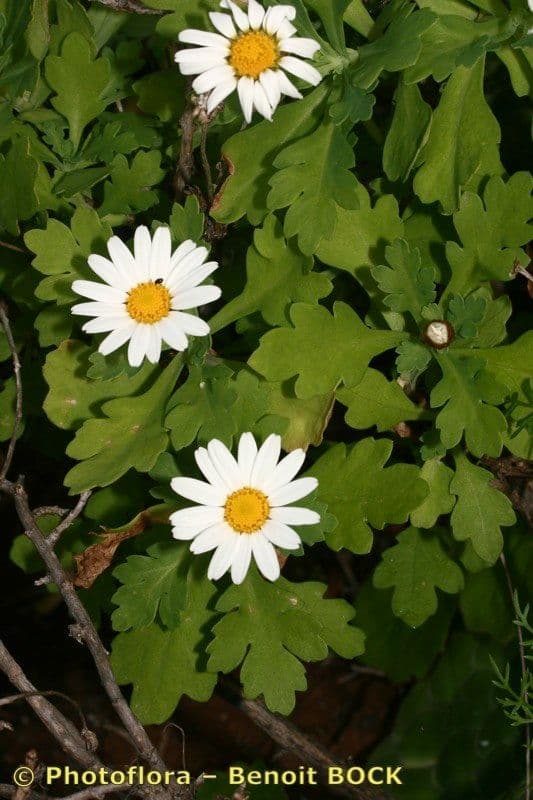 Argyranthemum 11