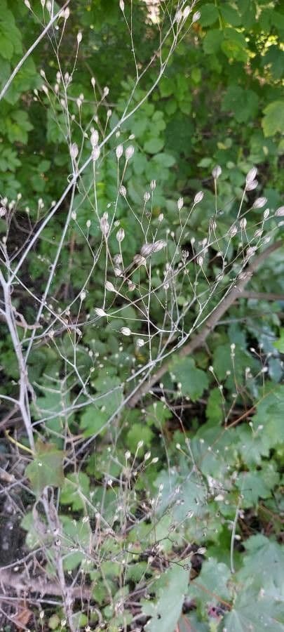 Gipsofila paniculada 2