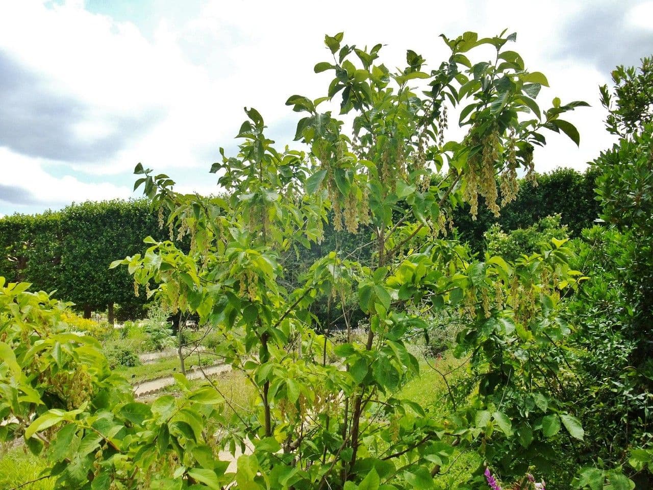 Pterostyrax hispidus 12