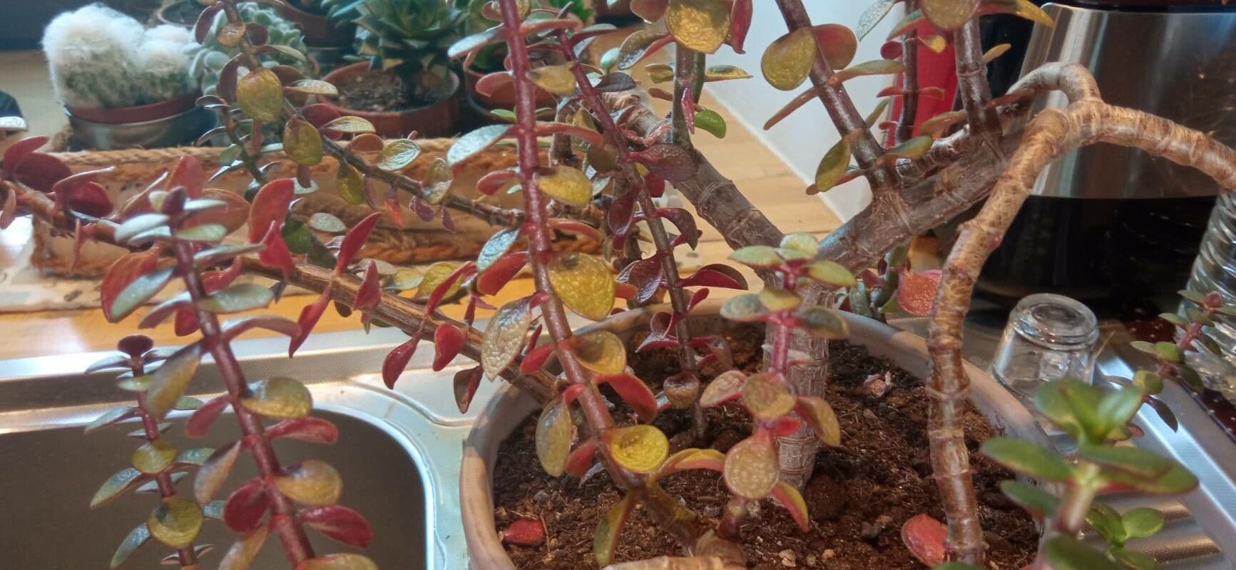 Sedum 2