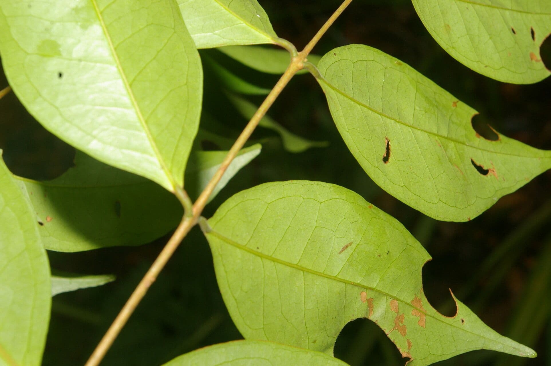 Eugenia 8
