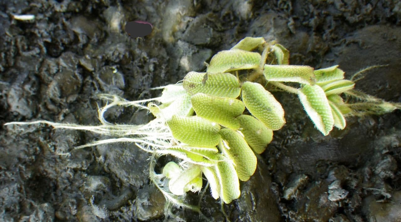 Salvinia natans 5