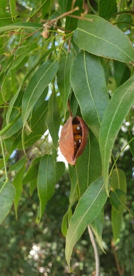 Brachychiton