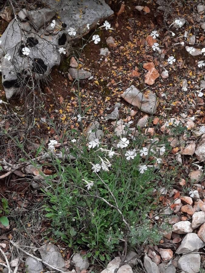 Silene italiana 13